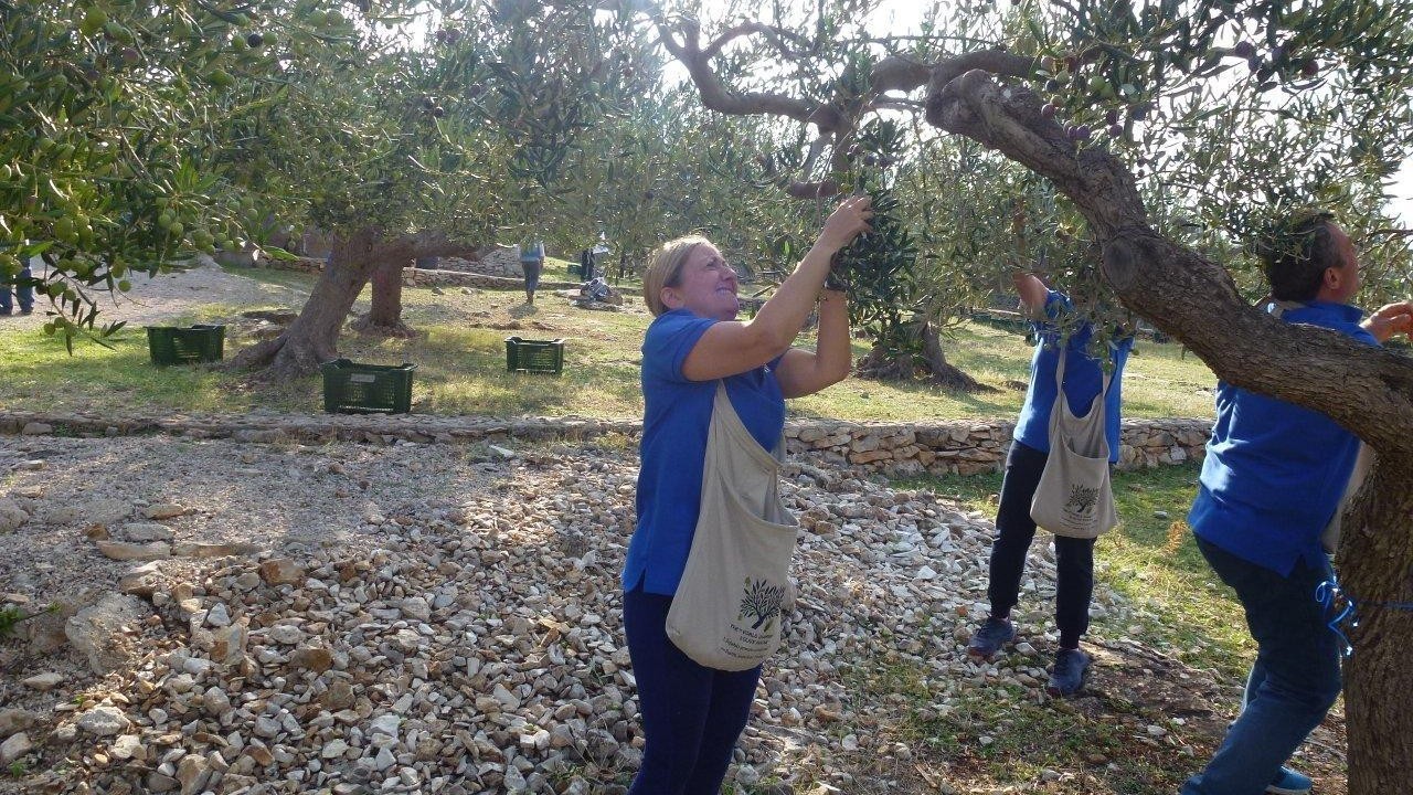 Olive picking contest 