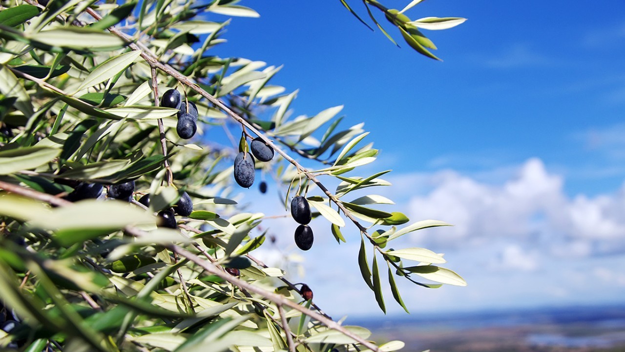 Olive cultivation