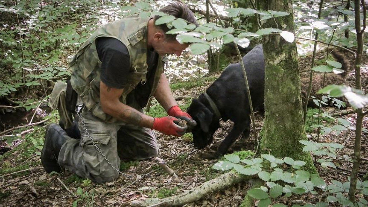 Truffle hunting in Istria